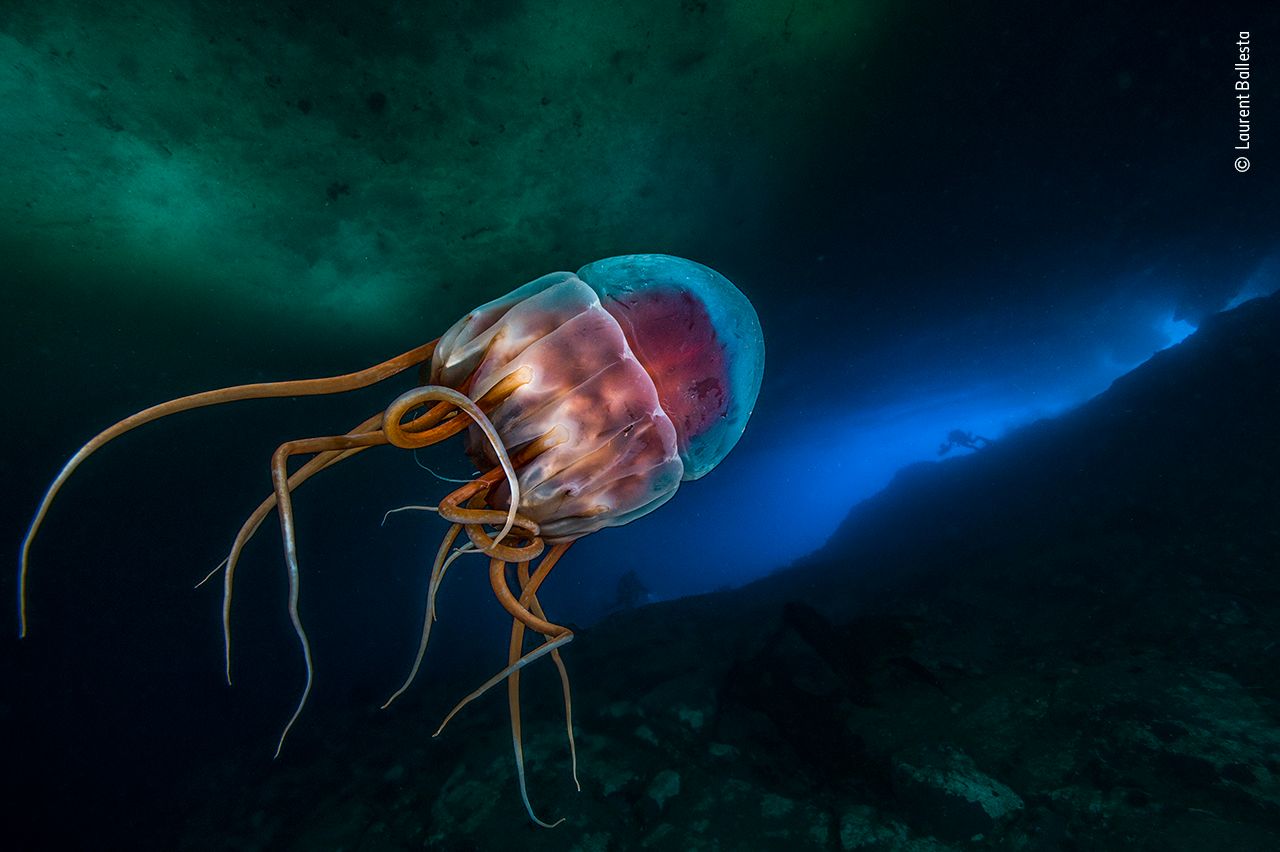 helmet jellyfish