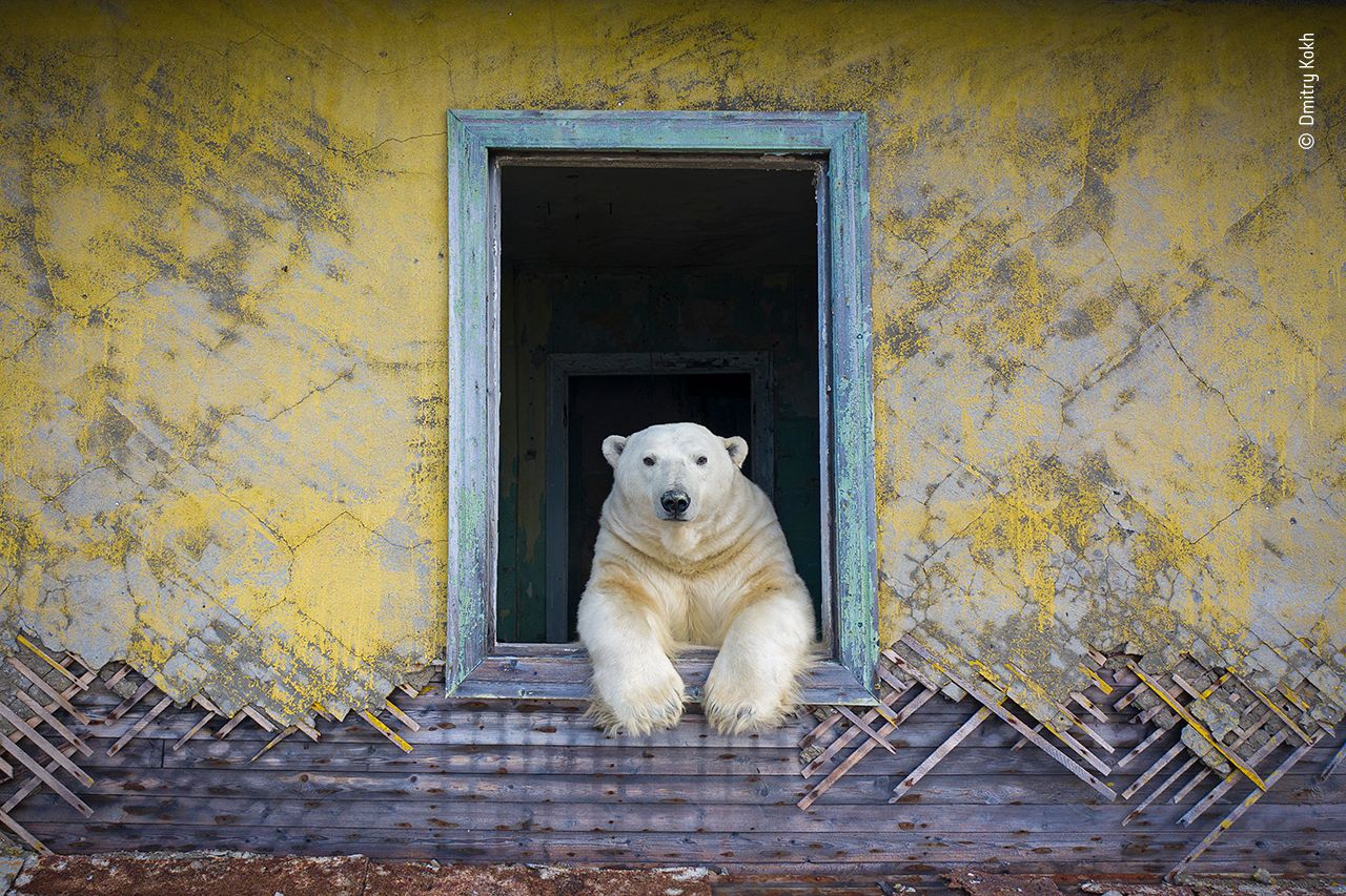 osos polares rusia