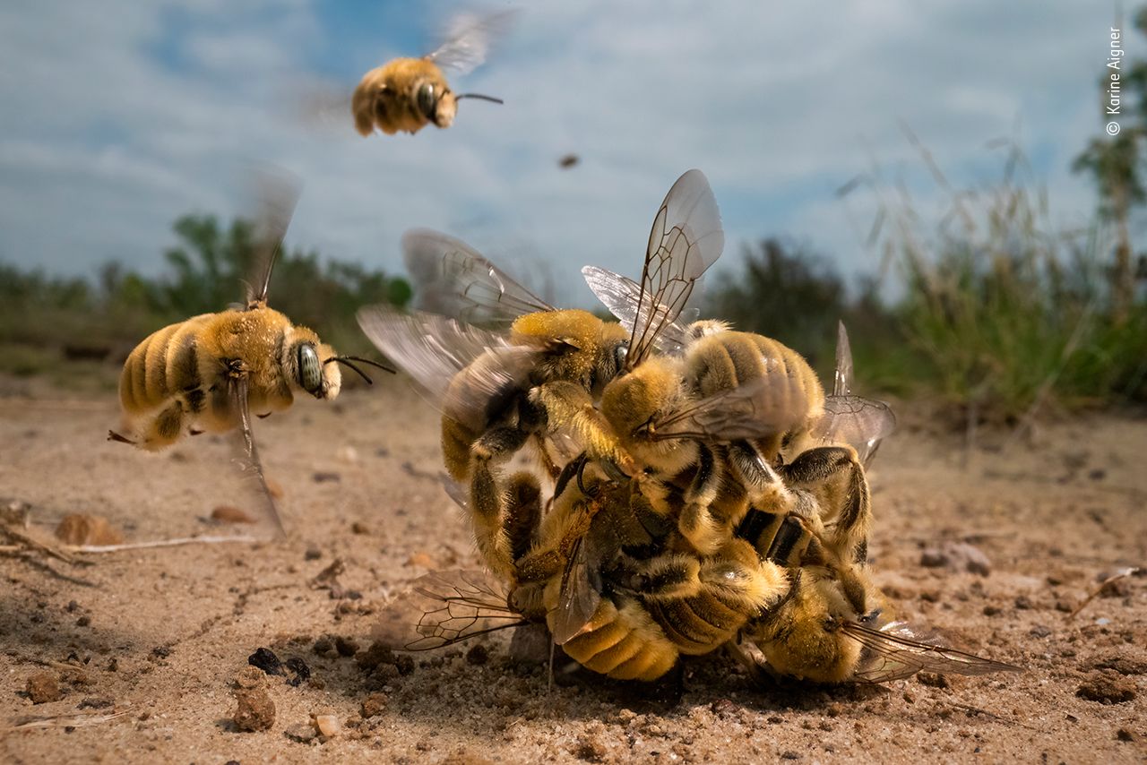 conservación de abejas