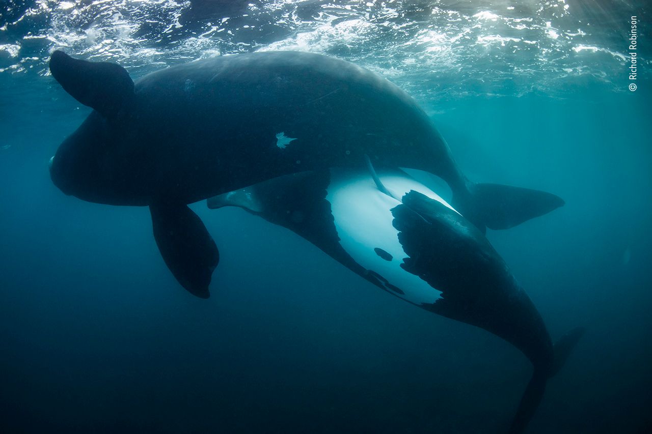 ballenas, Nueva Zelanda