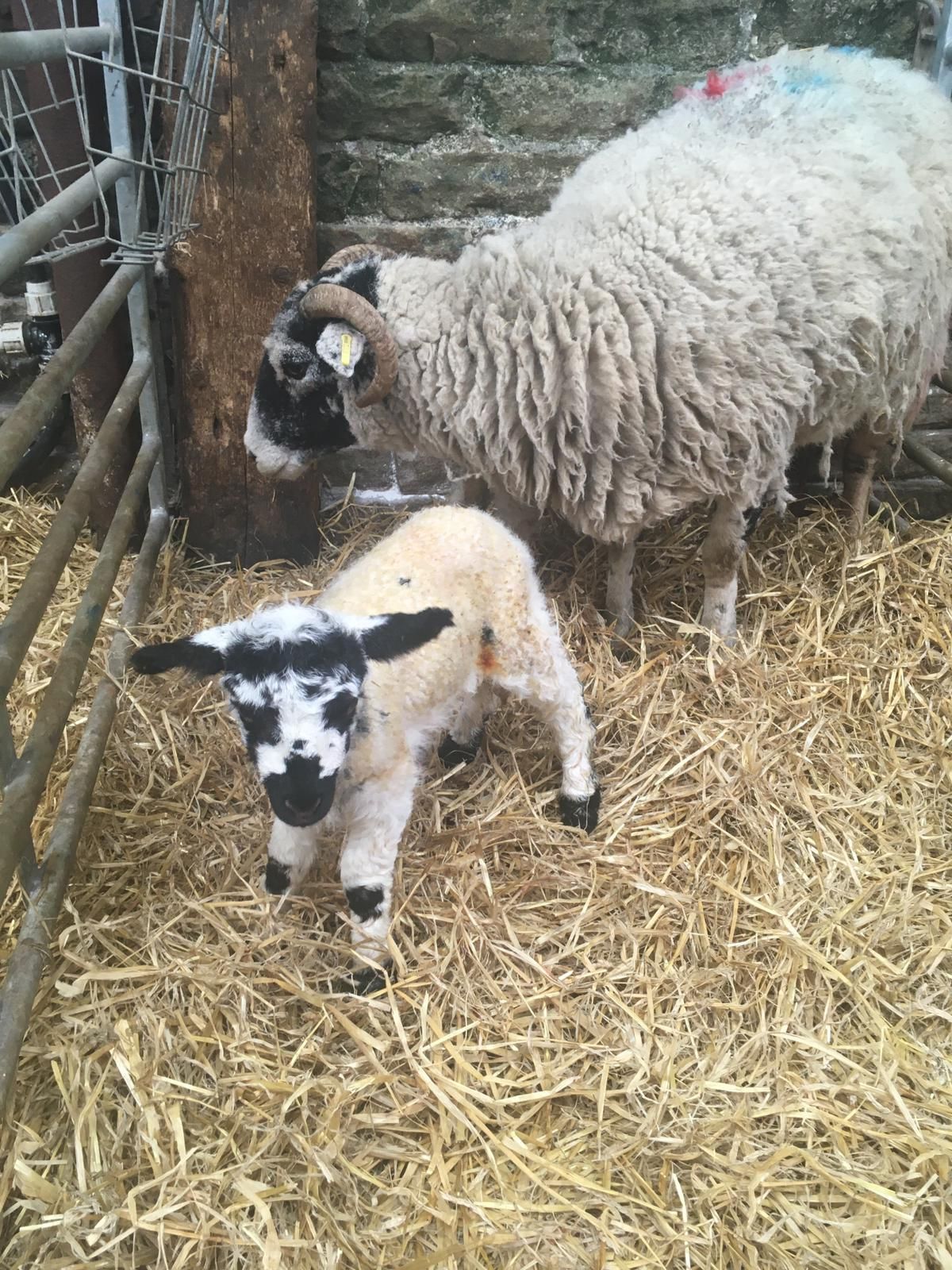 Adorable Newborn Lamb Given The Name Zoom After Sheep Gives Birth During Group Video Call Comic Sands Where else would a lamb be born? zoom after sheep gives birth during