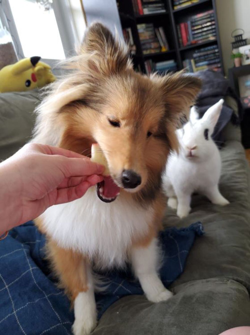 rabbit run shelties