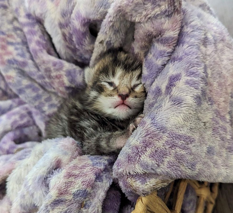 newborn tabby kitten sleeping