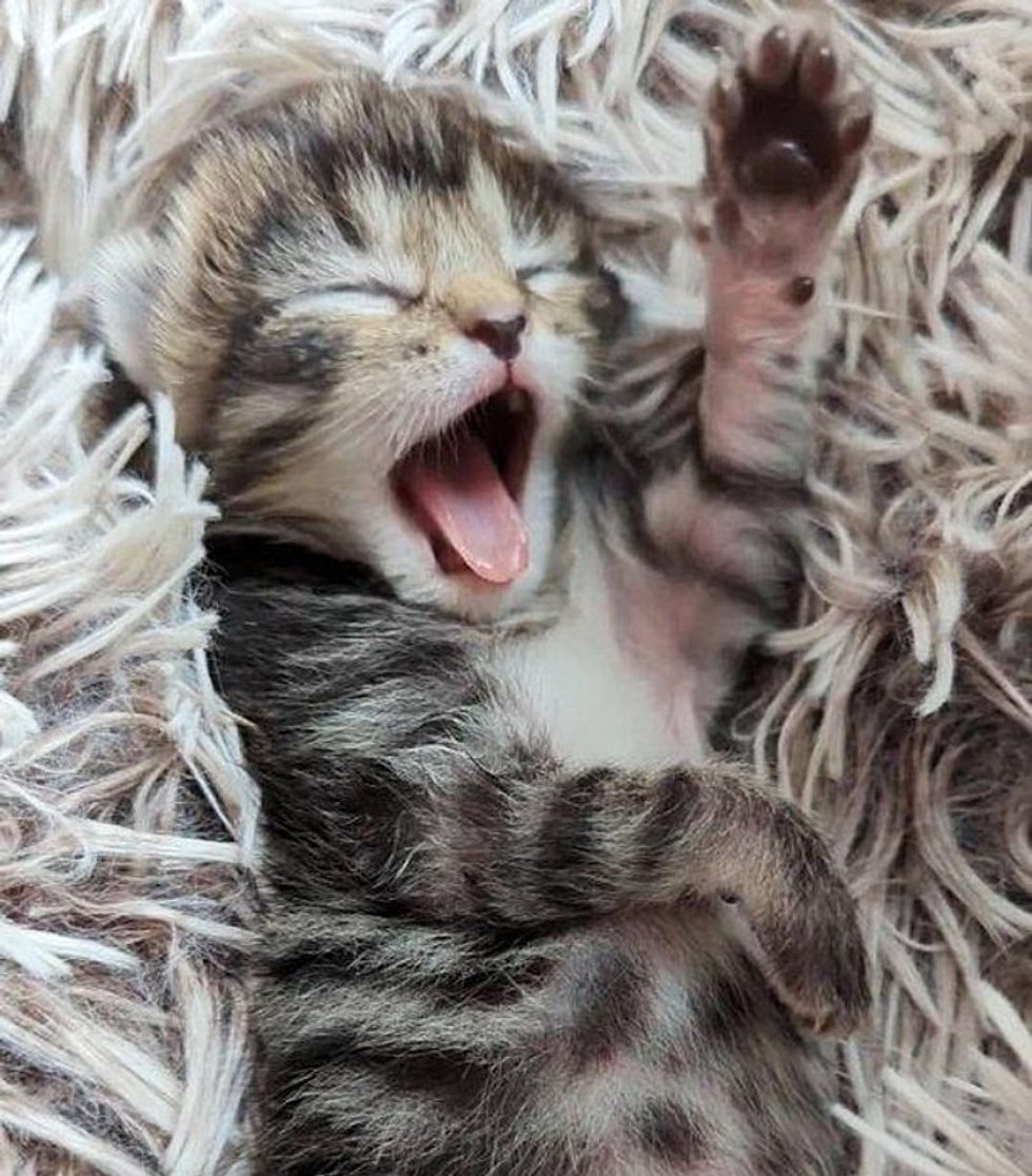 yawning sleepy kitten