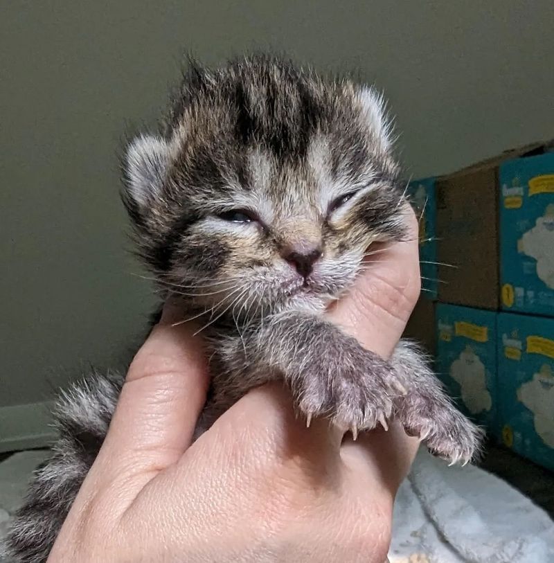 kitten eyes open