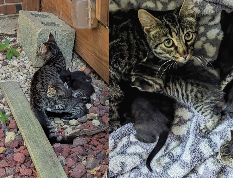 stray cat nursing kittens