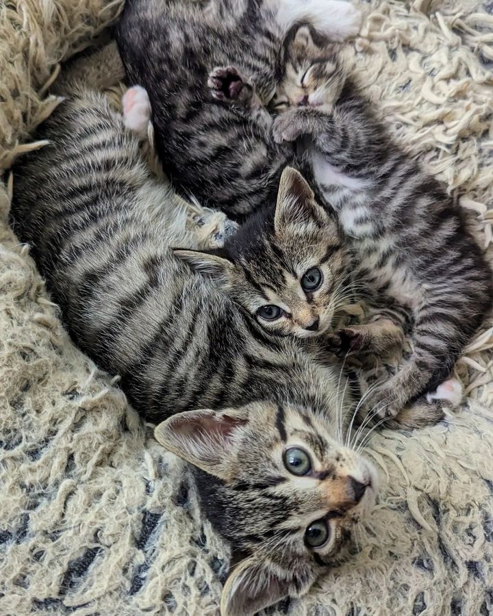 tabby kittens snuggle cuddle