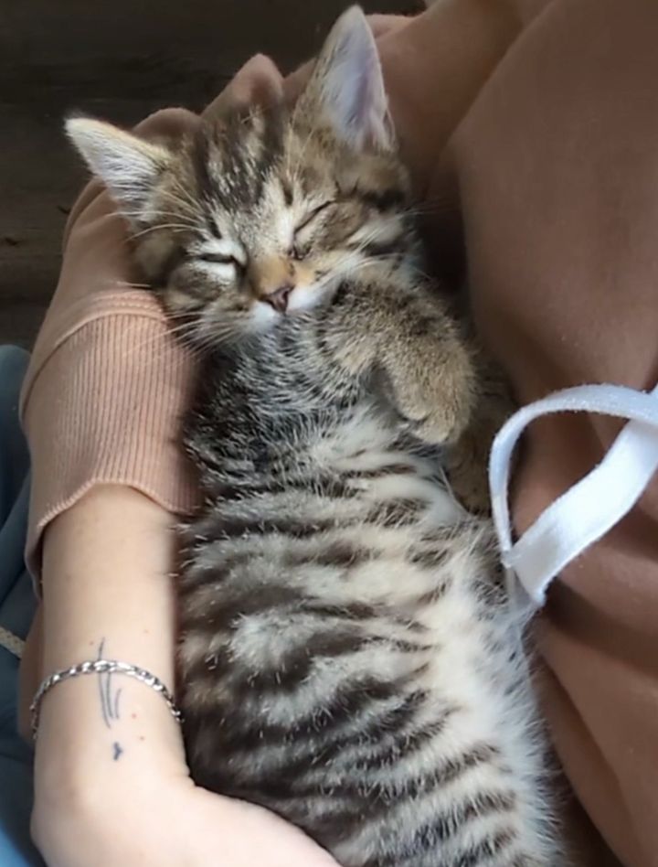 snuggly sleepy kitten tabby
