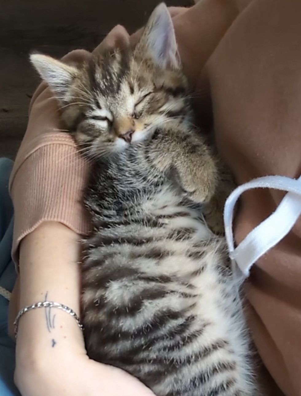 snuggly sleepy kitten tabby