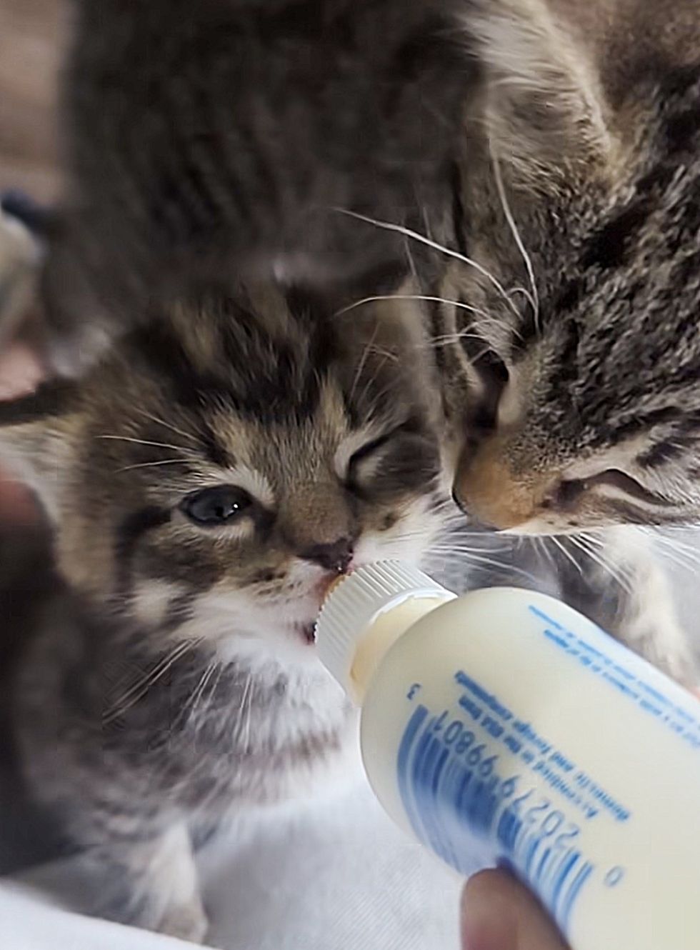 kitten bottle feeding