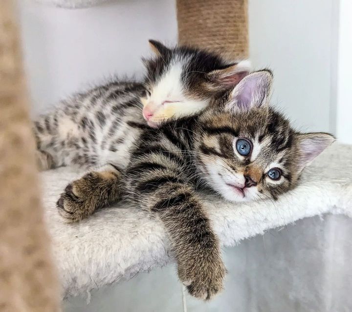 kittens snuggly friends