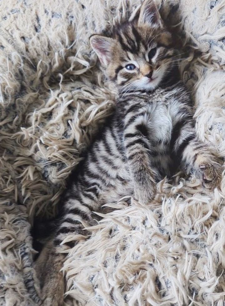 happy snuggly tabby kitten