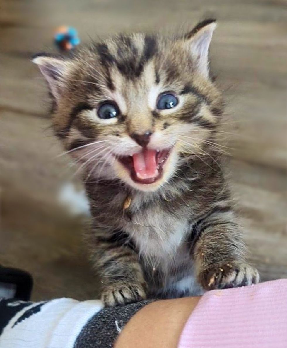 chatty happy tabby kitten