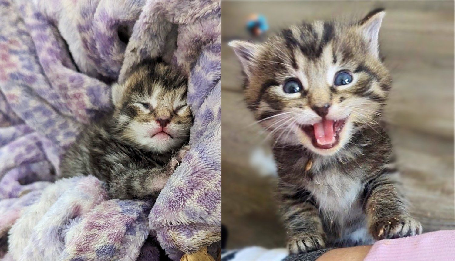 Kitten Seen Just Steps Away from Back Door but Days Later Has a Cat with Kittens to 'Show Him the Way'