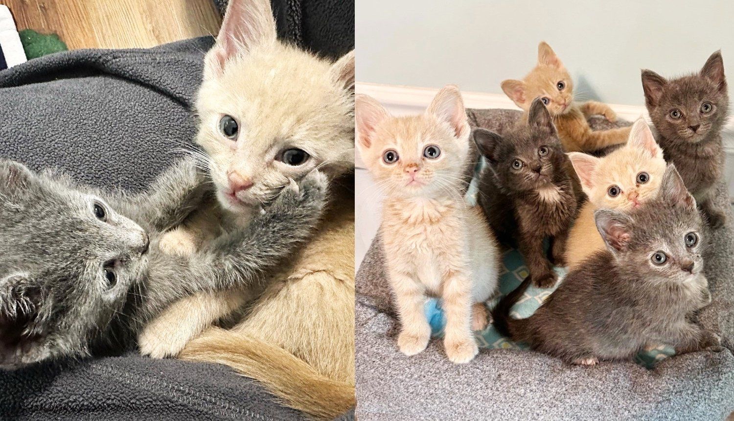 Six Kittens Convince Shelter Volunteer to Take Them Home so They Can Have What They Wanted Together