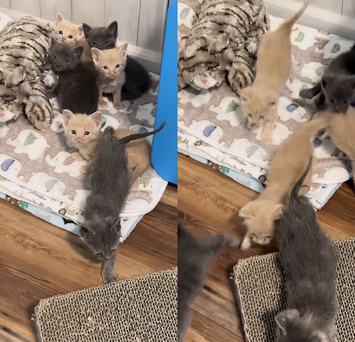 kittens attention seeking