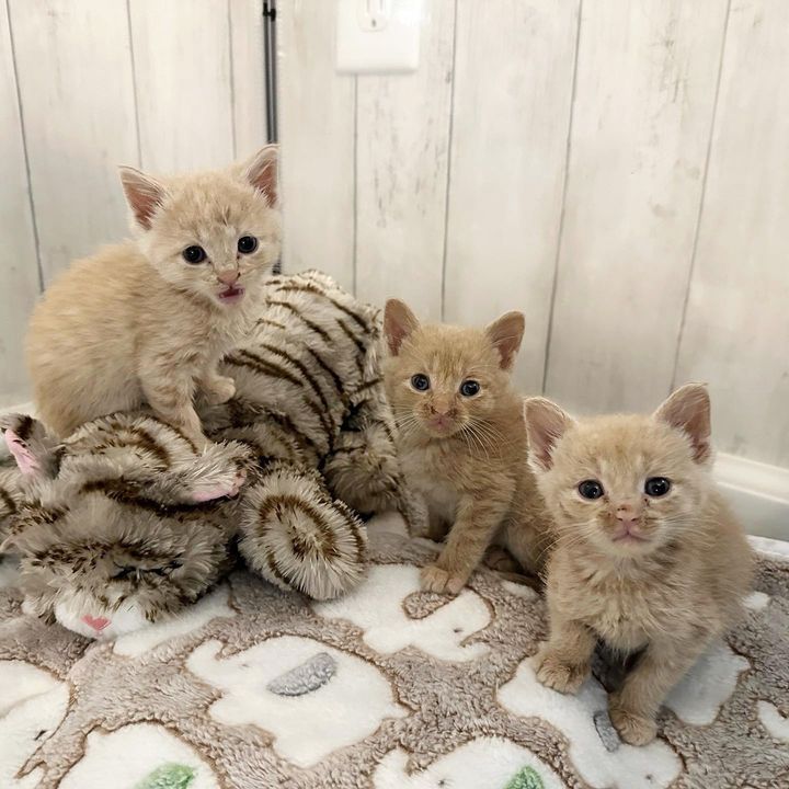 cream kittens sweet