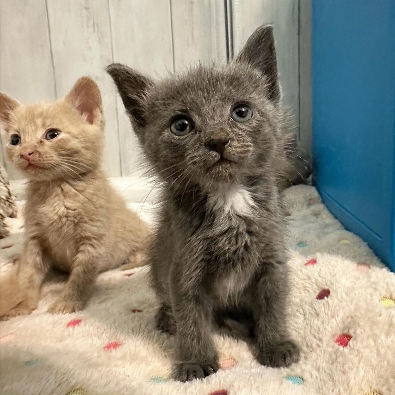 tiny gray kitten