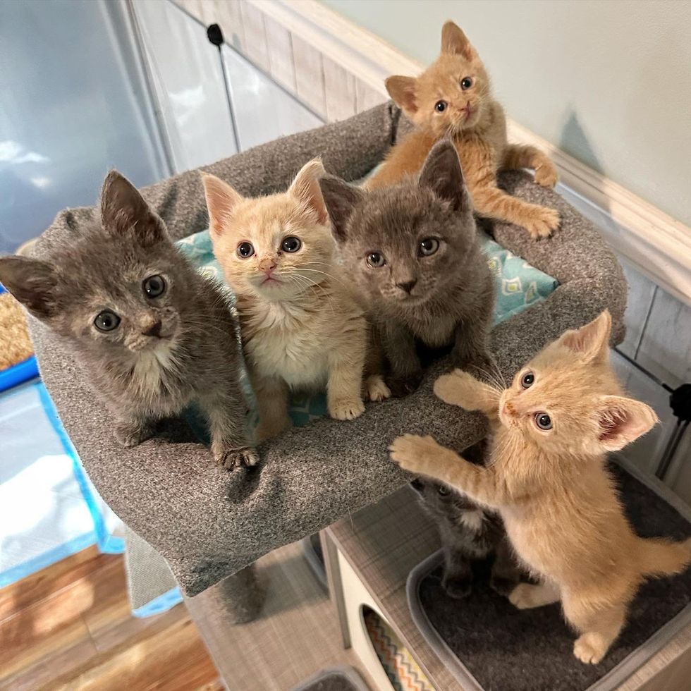 happy kittens cat tree