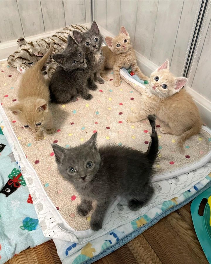 kittens gray scream sweet