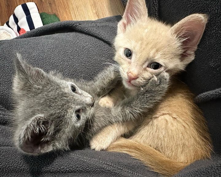 kittens snuggle lap cats