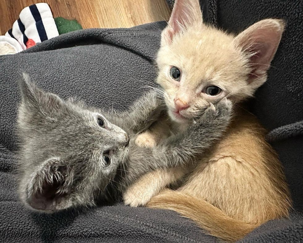kittens snuggle lap cats