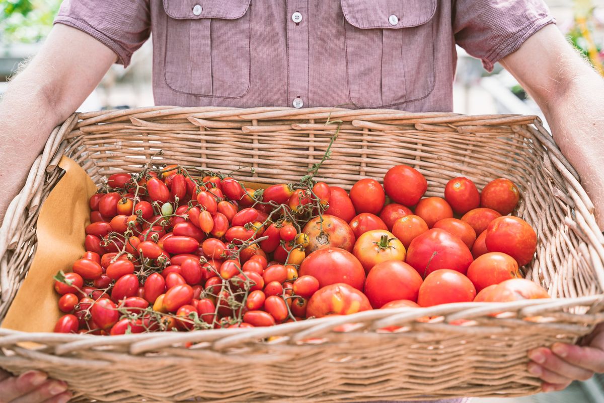 I pomodori di Pachino: quattro varietà nate sull’asse Italia-Israele