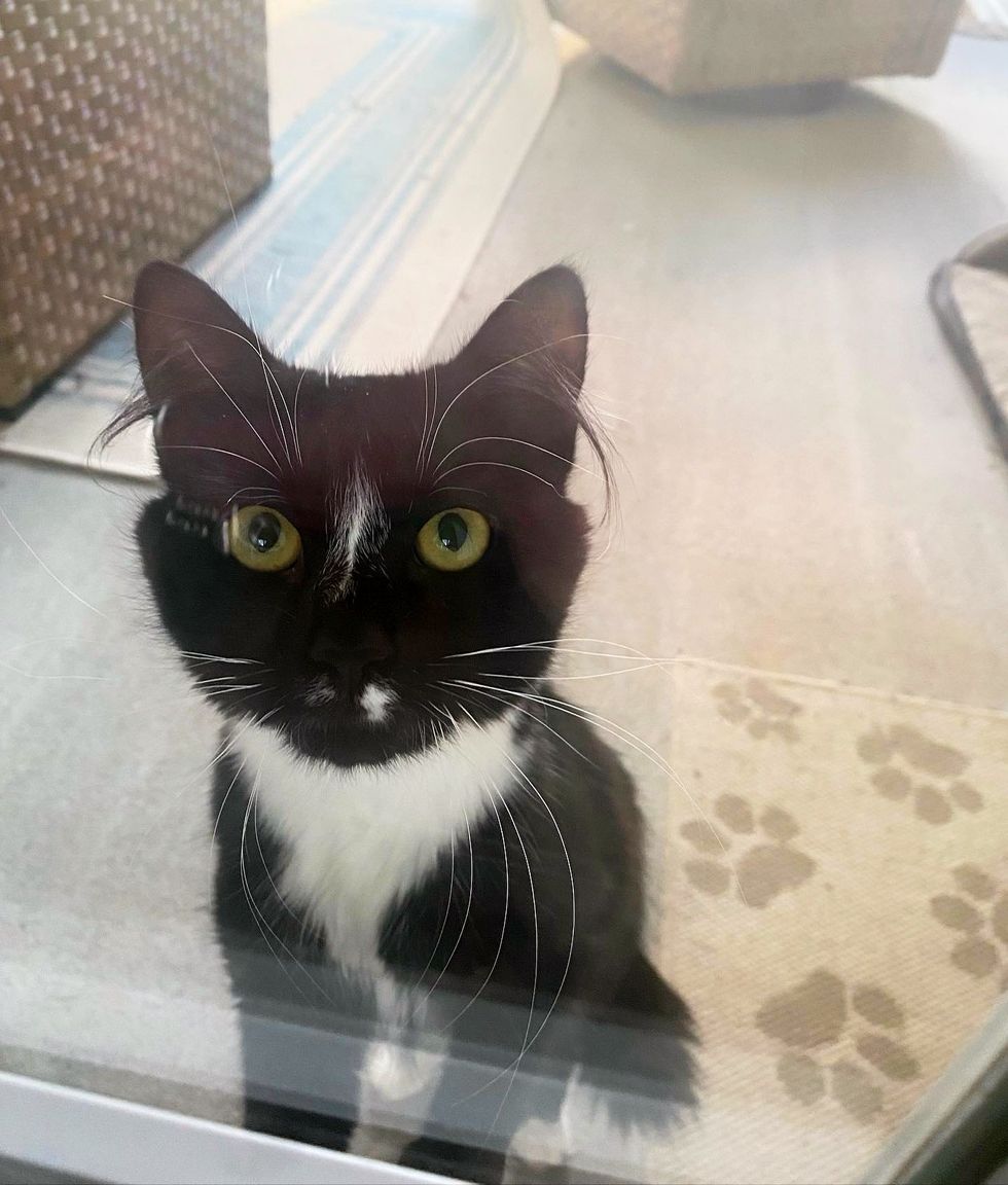 stray tuxedo feline  door