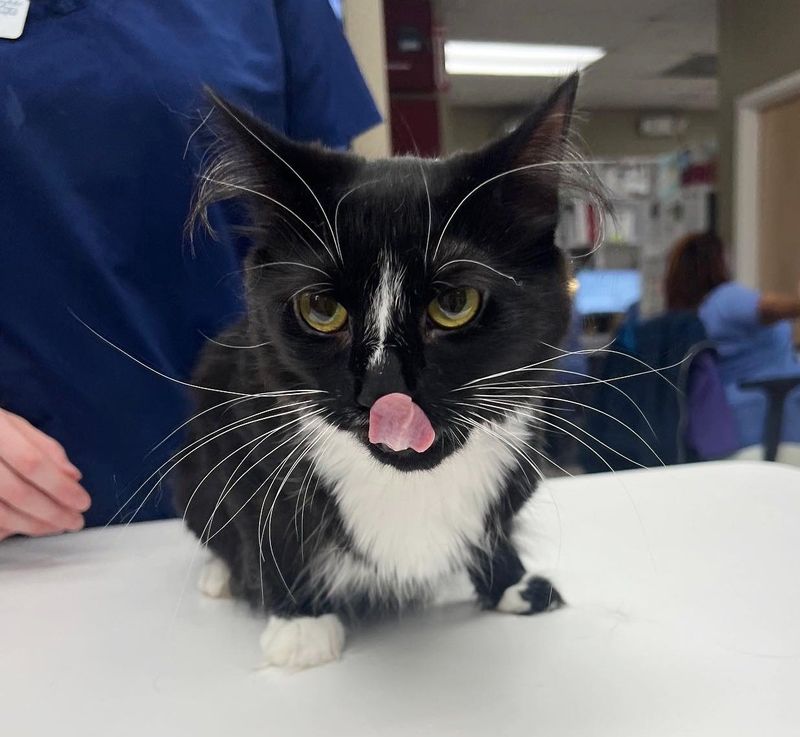 tuxedo cat vet