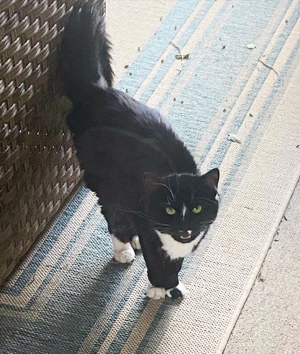 stray tuxedo cat meowing