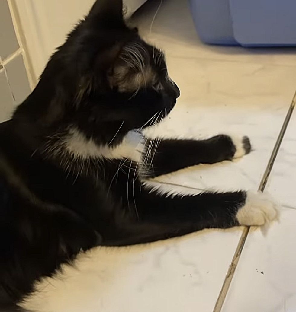 tuxedo cat paws