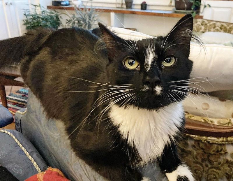 fluffy tuxedo cat annie