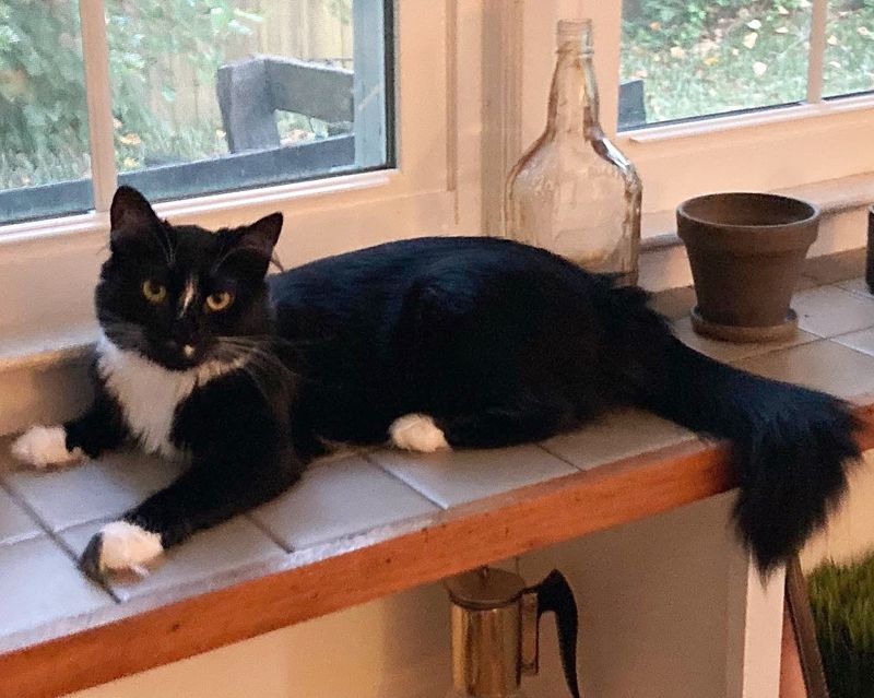 sweet tuxedo fluffy cat