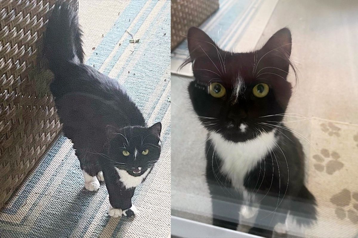 Cat 'Knocked' on Door and Peeked into House, Trying to Get Someone to Notice Her, Her Life Shortly Changed