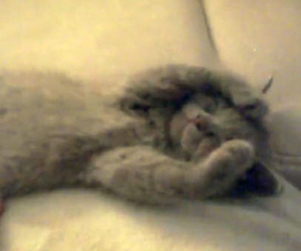 Cute Dreaming Kitty