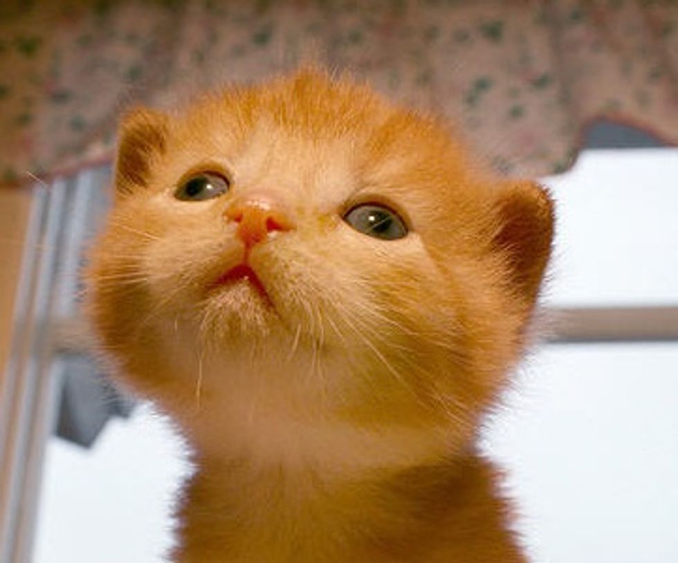 Farm Kittens