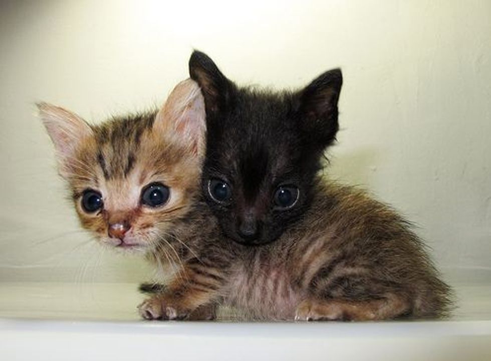 Two Itty Bitty Rescued Kitties