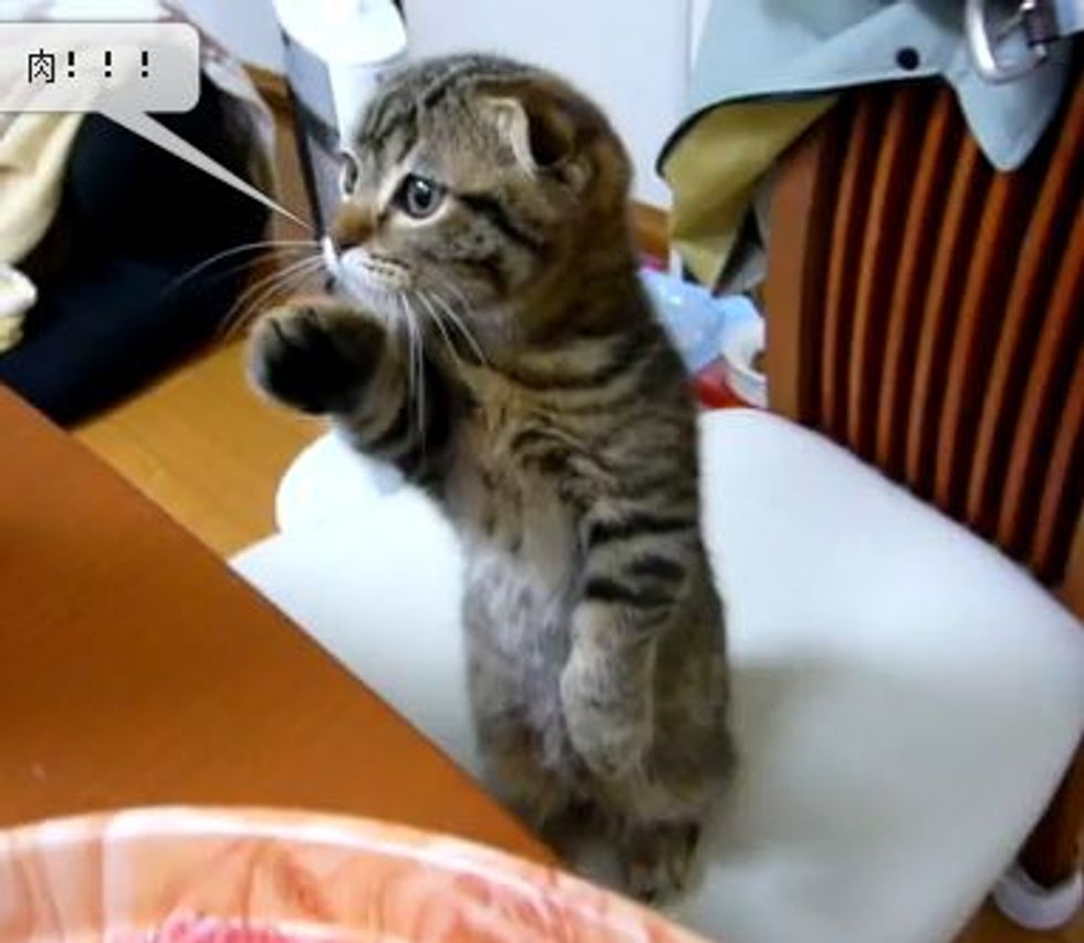 Kitten Offers Help in Kitchen