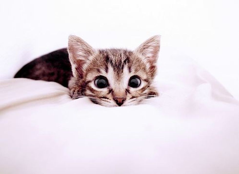 Asma’s Rescued Kittens