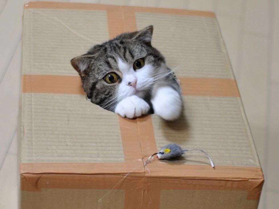 Maru Turned 3 Years Old