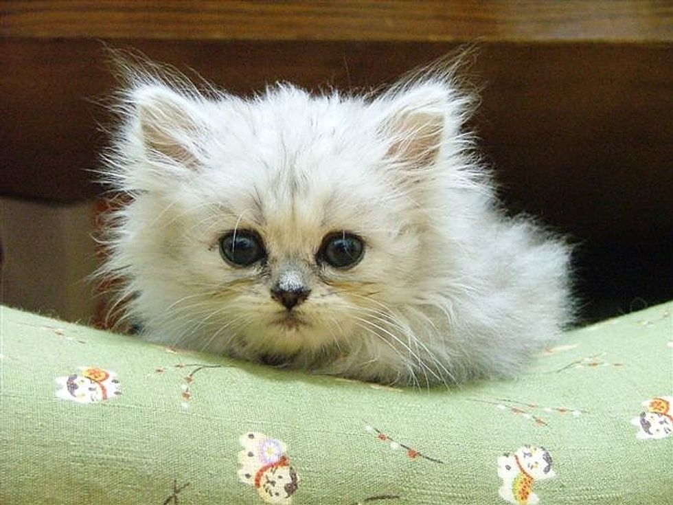 Pudding a Loving and Friendly Kitty Love Meow