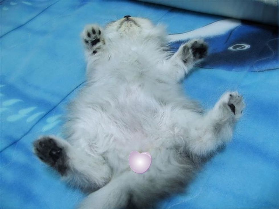 Pudding a Loving and Friendly Kitty Love Meow