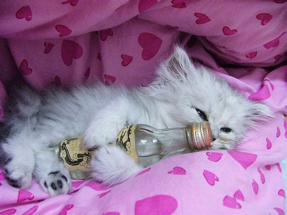 Pudding a Loving and Friendly Kitty Love Meow