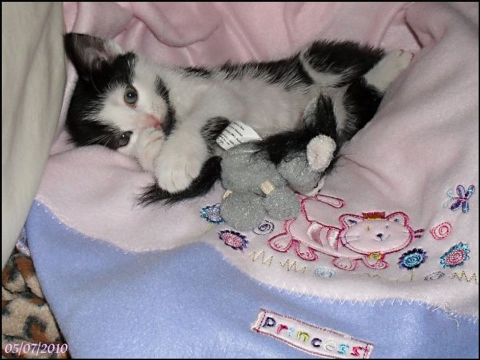 May Cat / Kitten of the Month Results