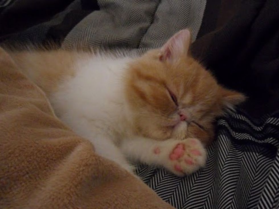 Cute Kitten Making His Bed