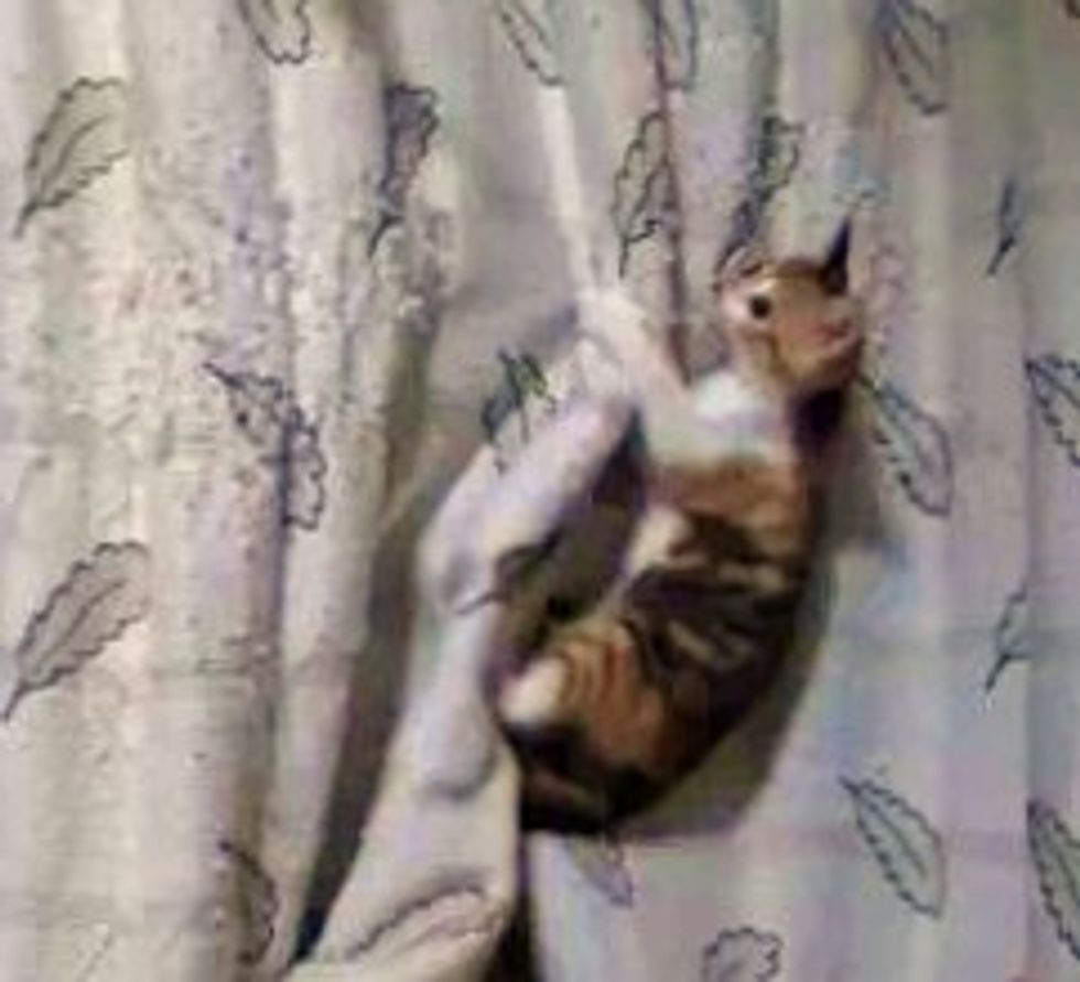 Kittens Climbing the Curtains