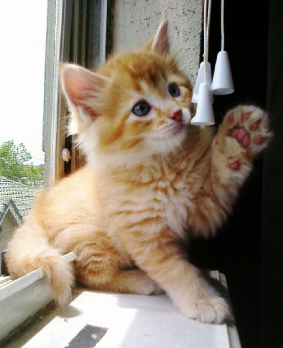 Chester A Garfield