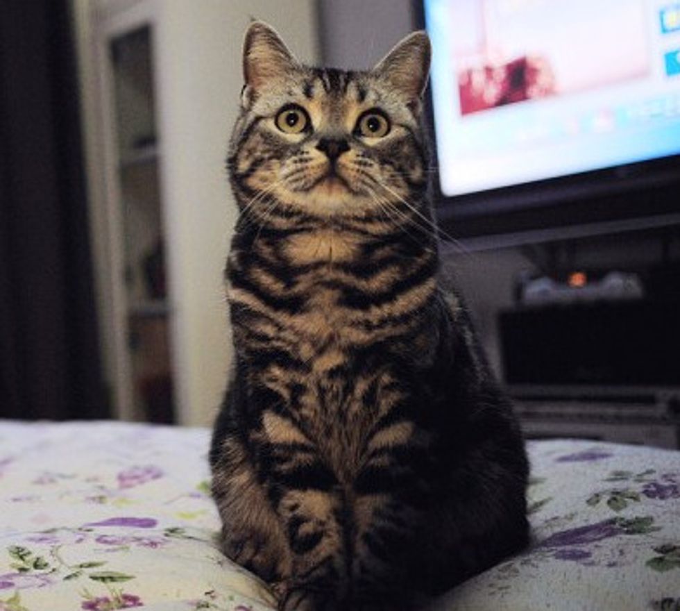 Oscar the Tabby and His Dad