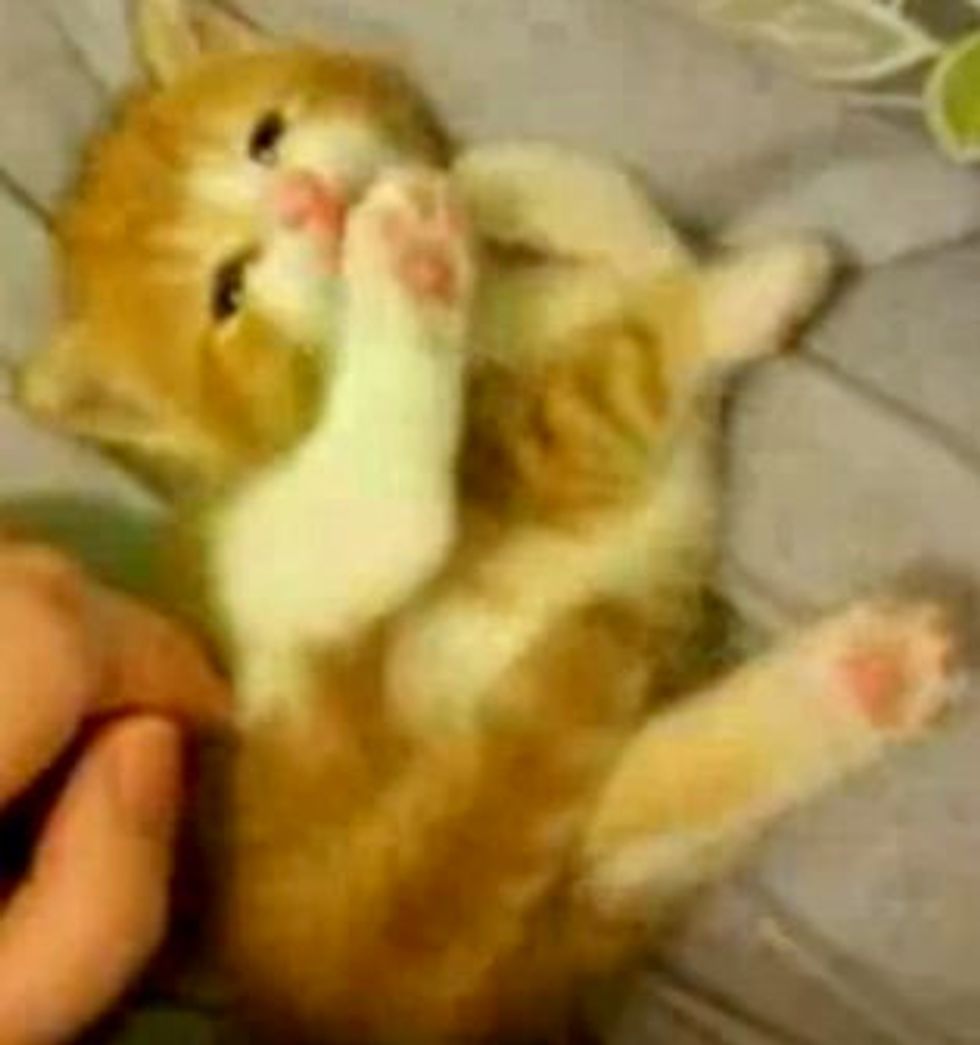Kitten Loves to Clean