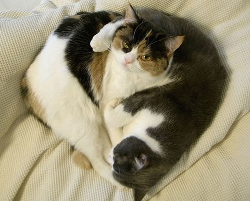 Two Adorable Cat Siblings